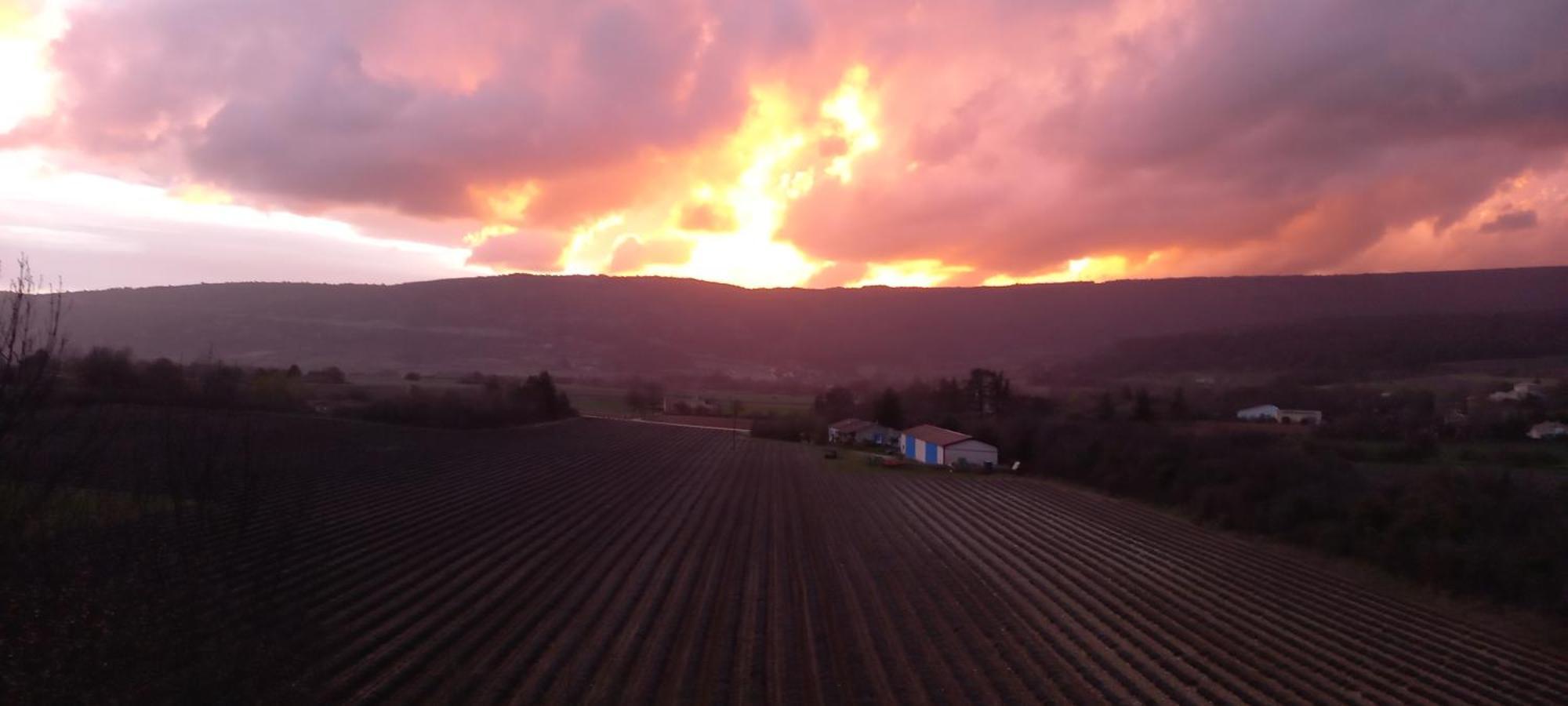 Aloevera * Saint-Christol (Vaucluse)